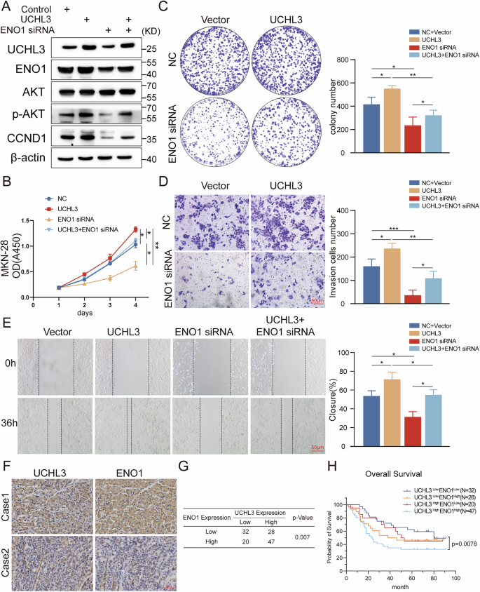 Fig. 6: ENO1 is a key mediator of UCHL3-regulated AKT/CCND1 signaling to promote GC progression and shows positive correlation with UCHL3 expression.