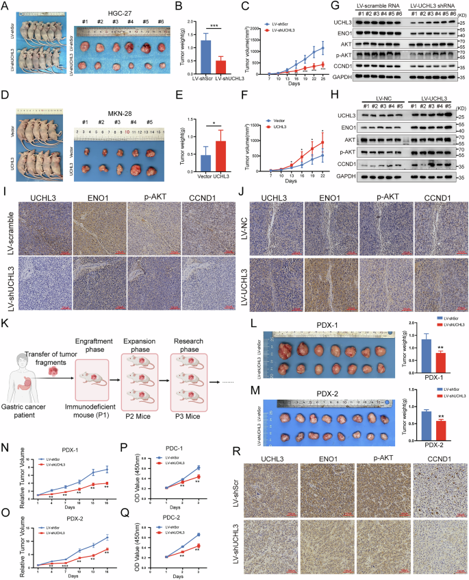 Fig. 7: UCHL3 promotes tumor progression in vivo.