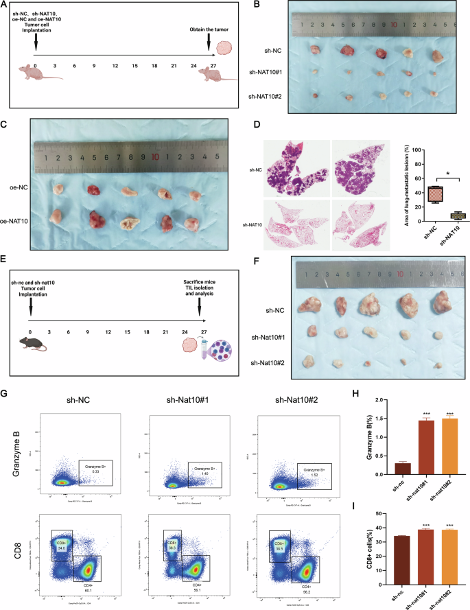 Fig. 3: NAT10 promotes the proliferation and metastasis of pancreatic cancer in vivo and inhibits CD8 + T cell infiltration.
