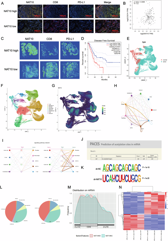 Fig. 4: NAT10 indirectly regulates PD-L1 expression through ac4C acetylation.