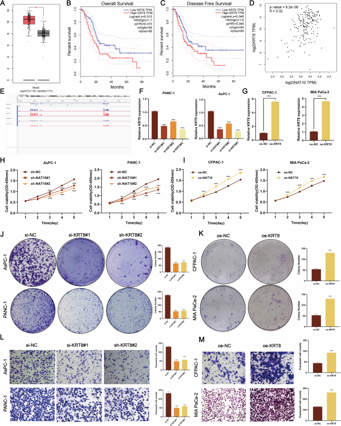 Fig. 5: KRT8 promotes the malignant progression of pancreatic cancer.