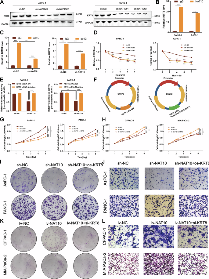 Fig. 6: NAT10 regulates KRT8 through ac4C acetylation to promote pancreatic cancer proliferation and metastasis.