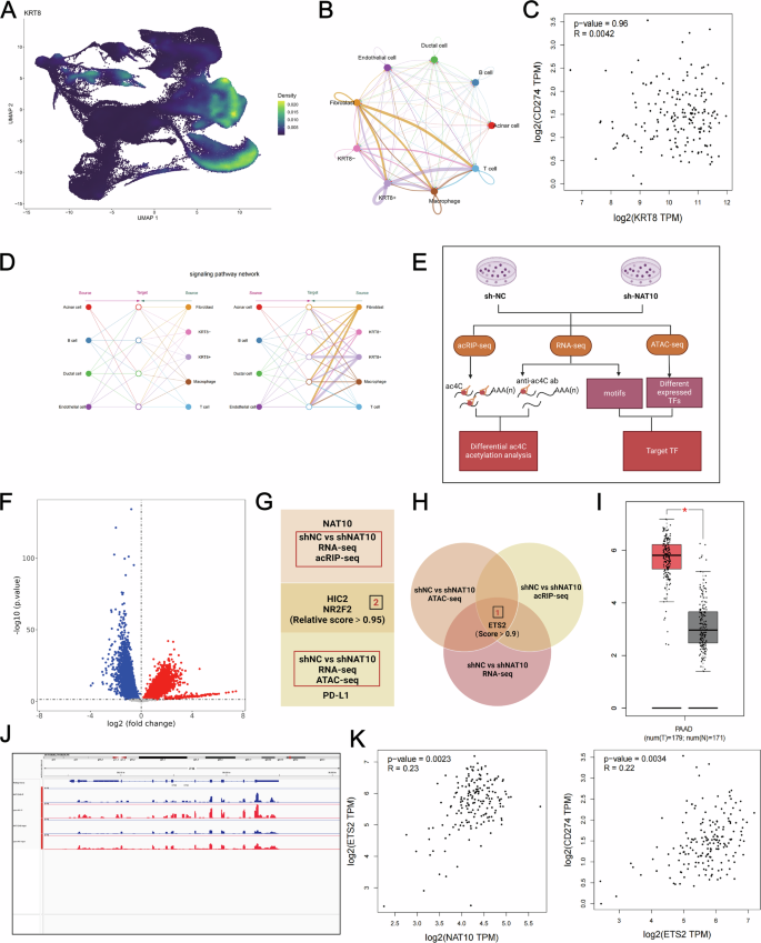 Fig. 7: ETS2 is the key gene through which NAT10 indirectly regulates PD-L1 via ac4C acetylation.