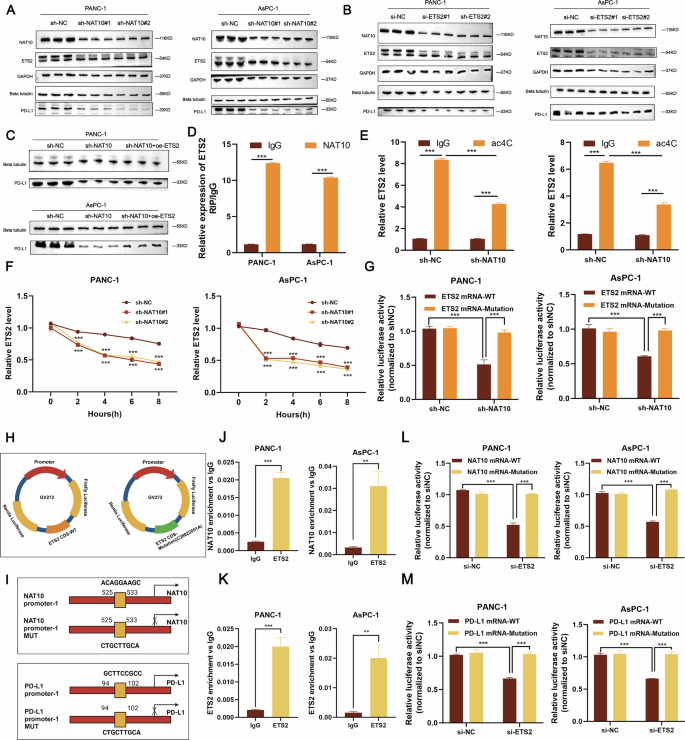 Fig. 8: NAT10 regulates PD-L1 through ac4C acetylation of ETS2, and ETS2 promotes NAT10 transcription.