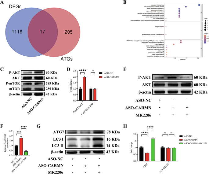 Fig. 5: CARMN knockdown transcriptionally downregulates autophagy via the AKT/ATG7 pathway.