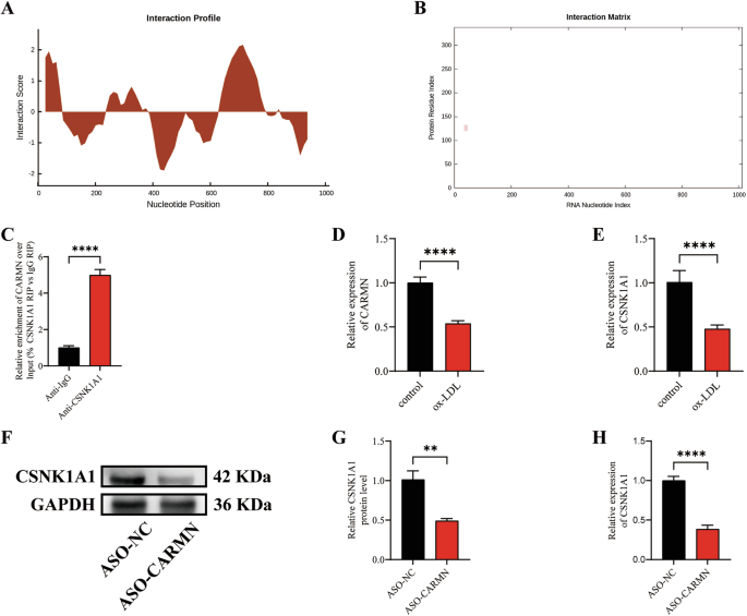 Fig. 6: CARMN knockdown inhibits CSNK1A1 transcription.