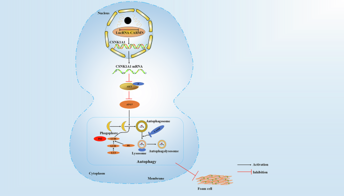 Fig. 9: Schematic diagram of the main findings of this study.