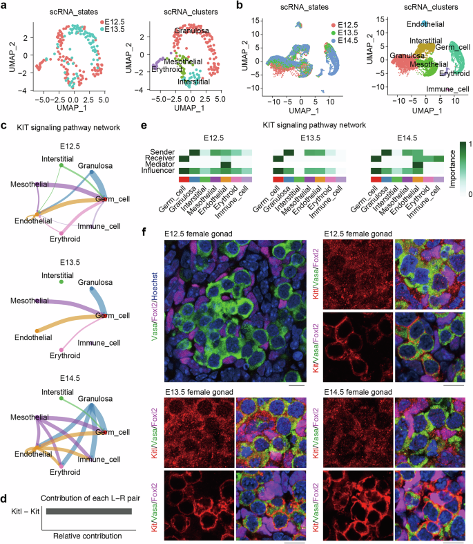 Fig. 1: Interaction of Kitl/Kit signaling between germ cells and somatic cells in mouse embryonic gonads.