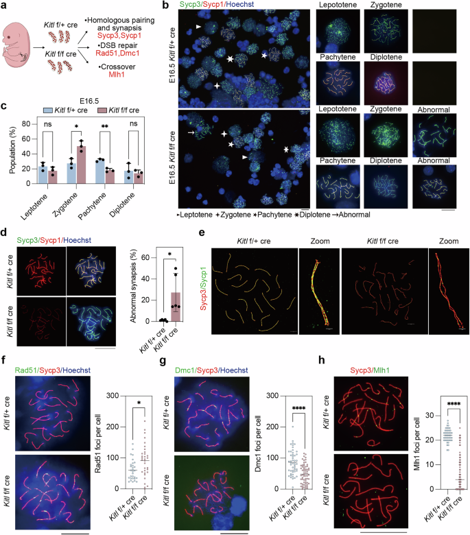 Fig. 3: Kitl deficiency impairs homologous synapsis and recombination.