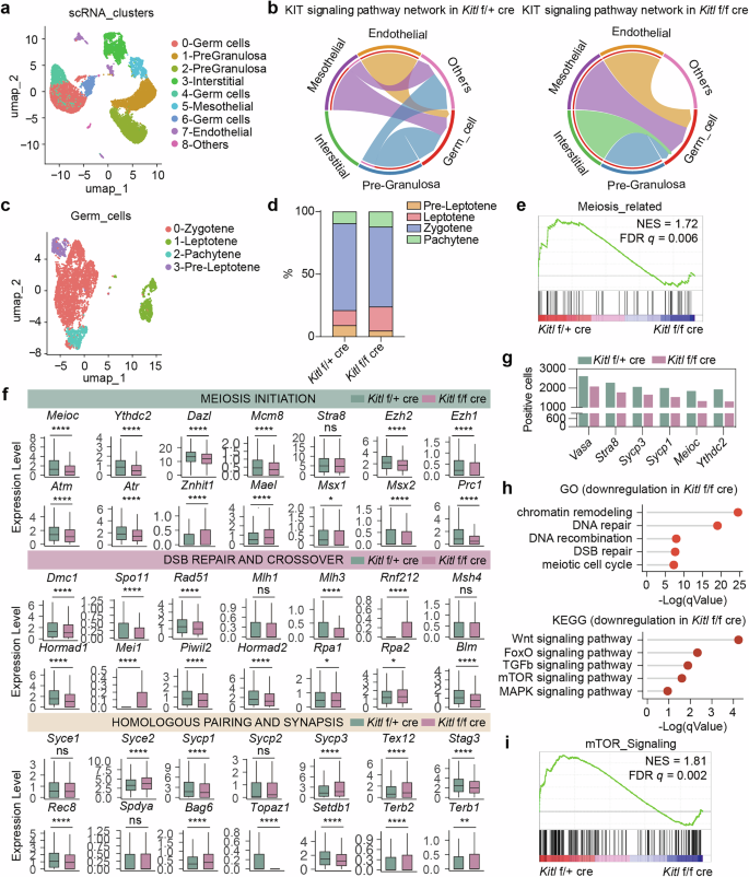 Fig. 4: Kitl deficiency alters the transcriptome of germ cells.