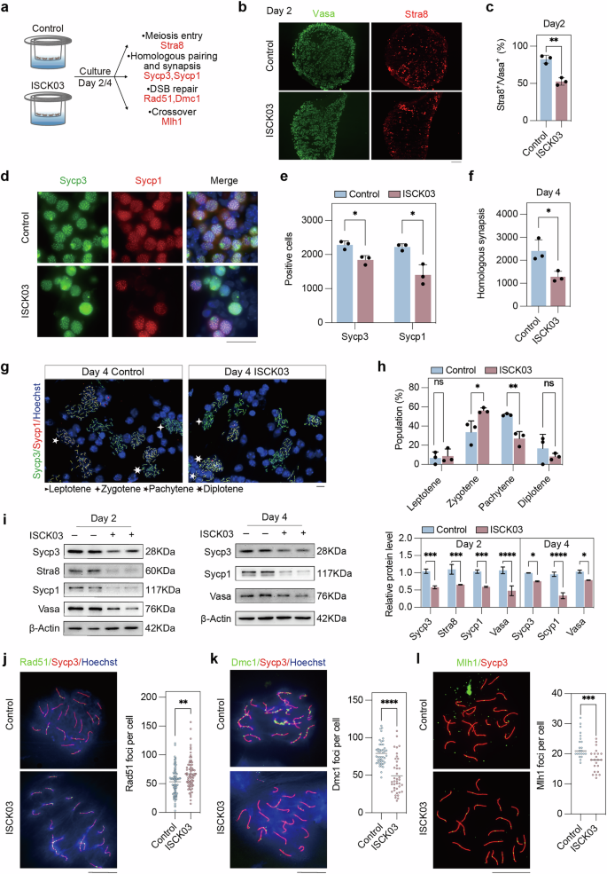 Fig. 5: Inhibition of Kit decreases meiosis entry and homologous recombination.