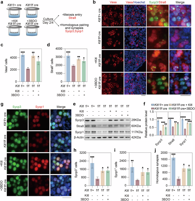 Fig. 6: Activating mTOR alleviates meiosis defects induced by Kitl deficiency.
