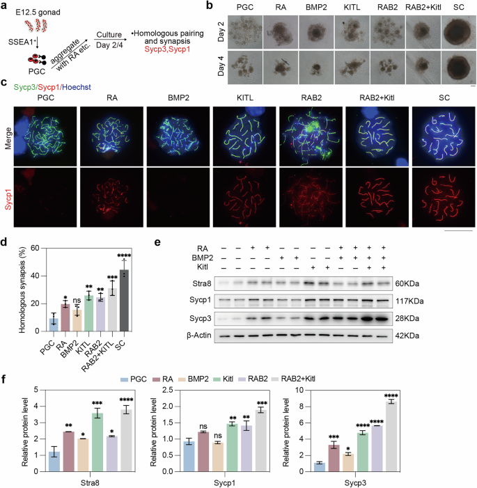 Fig. 8: Supplementation of Kitl elevates the protein levels of Stra8, Sycp1 and Sycp3 and homologous synapsis and pairing.