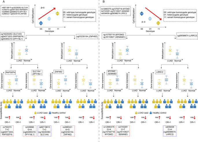 Fig. 2: Potential pathogenesis linking meQTL to LUAD.