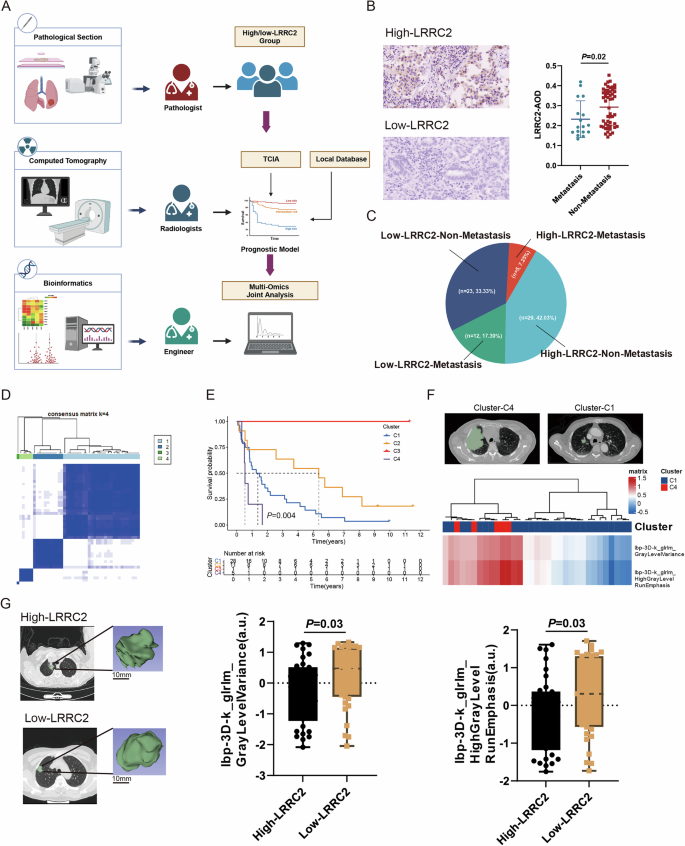 Fig. 7: Radiomics model validation of LRRC2 clinical characteristics.
