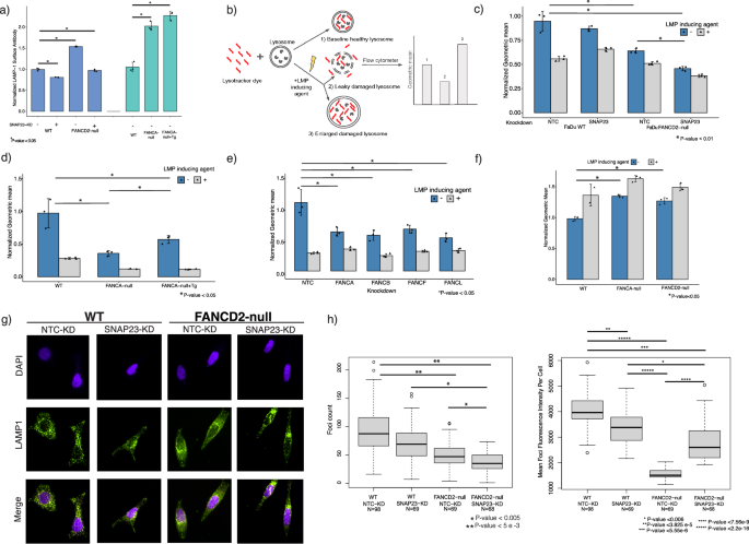 Fig. 2: Loss of the FA pathway results in deficiencies in lysosomal health.