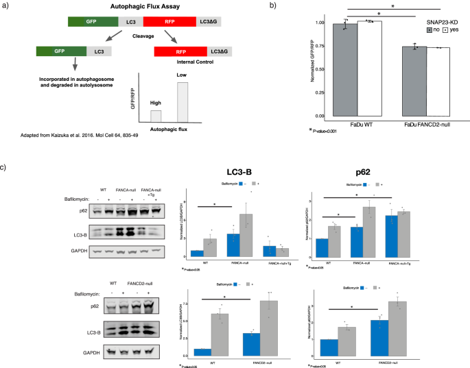 Fig. 3: The loss of FA results in increased autophagic flux.