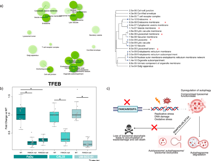 Fig. 4: Transcriptomics of FA deficient patient samples demonstrate similar hallmarks of lysosomal and lysosomal exocytosis dysregulation.