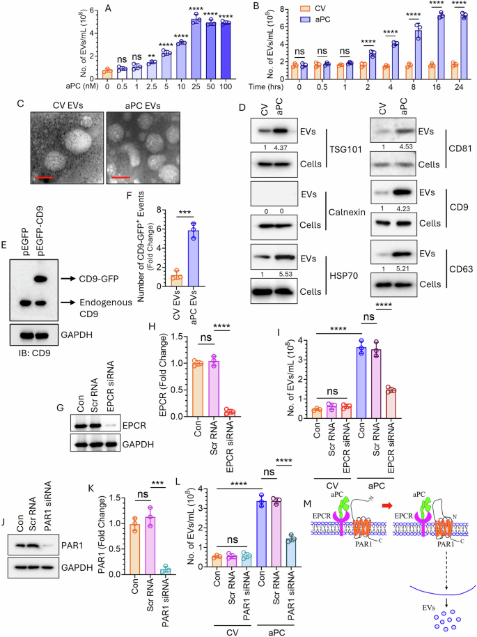 Fig. 1: aPC promotes EV generation from human lung cancer cells via EPCR-dependent activation of PAR1.