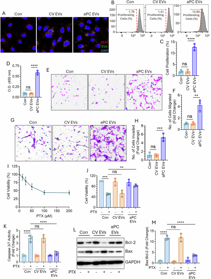 Fig. 3: aPC-derived EVs from A549 cells promote proliferation, migration, and invasion of BEAS-2B cells while conferring A549 cells resistance against PTX.