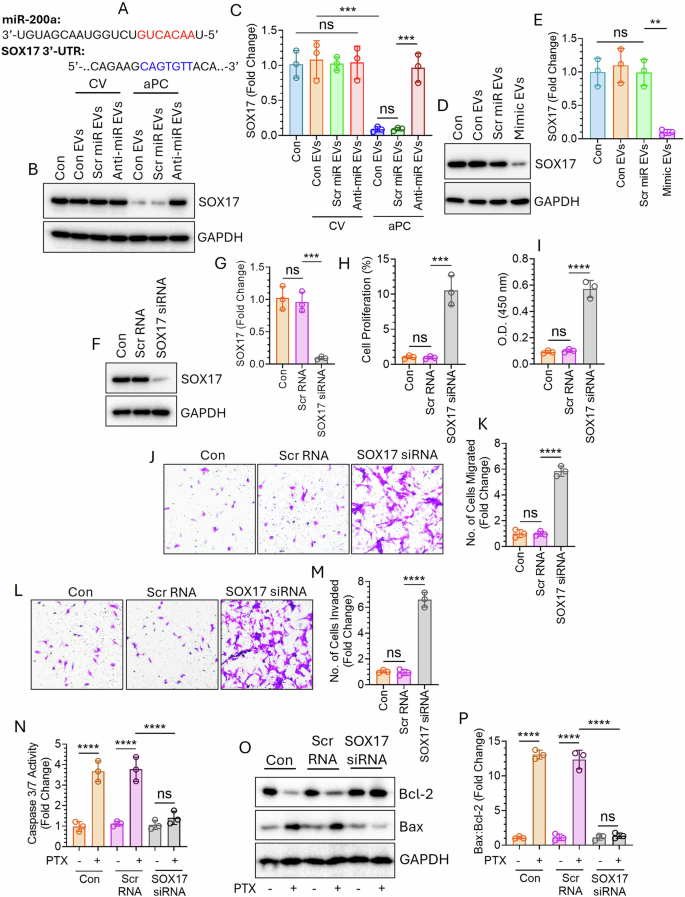 Fig. 6: EV-mediated delivery of miR-200a promotes cell proliferation, migration, and invasion as well as confers drug resistance through the downregulation of SOX17.