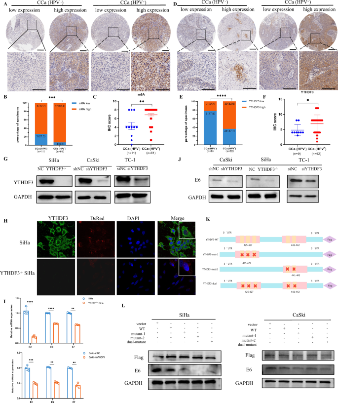 Fig. 1: YTHDF3 facilitates HPV carcinogenesis.