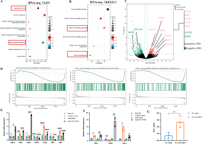 Fig. 2: YTHDF3 negatively regulates type I ISGs in CCa.