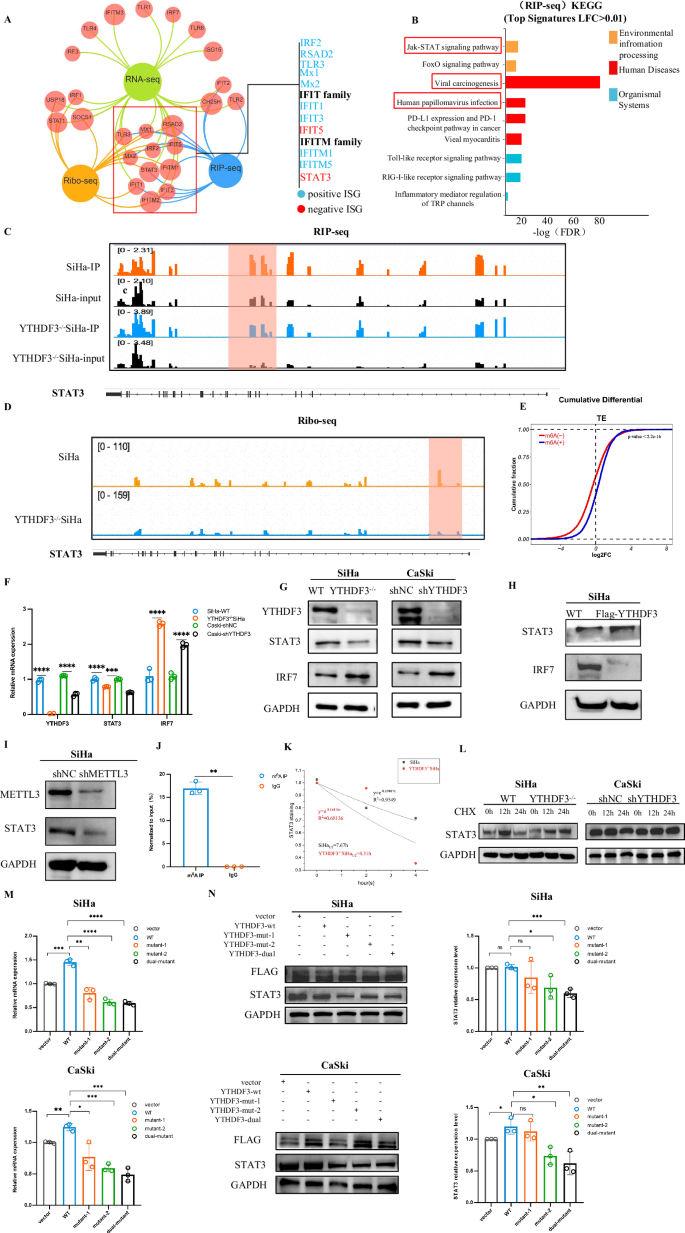 Fig. 3: YTHDF3 promotes STAT3 mRNA stability and translation efficiency in a manner dependent on METTL3-mediated m6A modification.