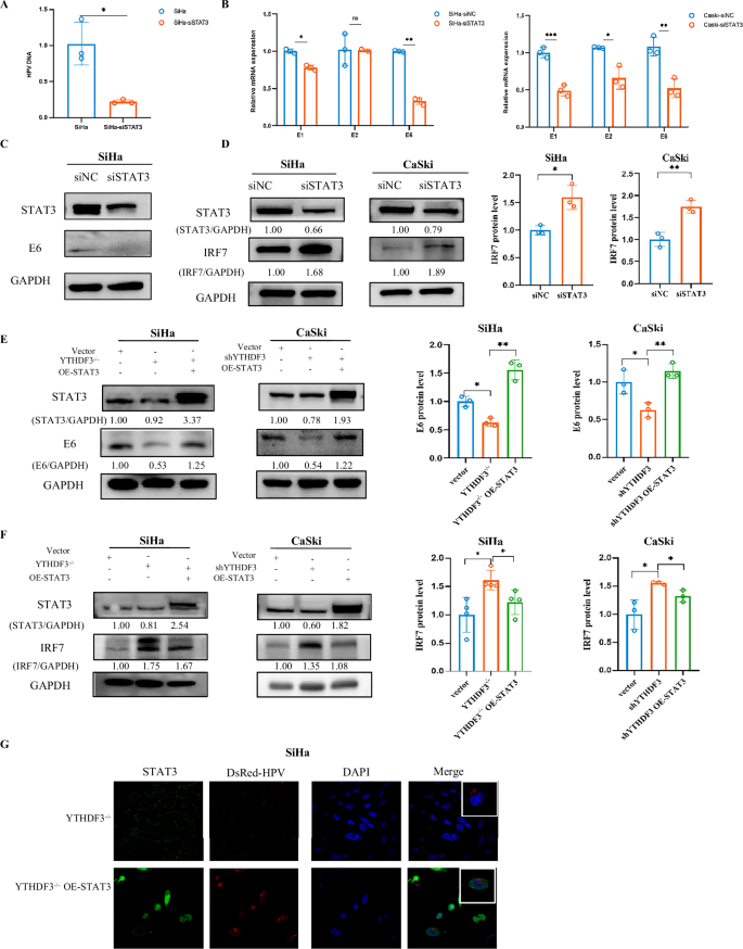 Fig. 4: STAT3 is pivotal in the YTHDF3-mediated negative regulation of HPV carcinogenesis by type I IFNs.