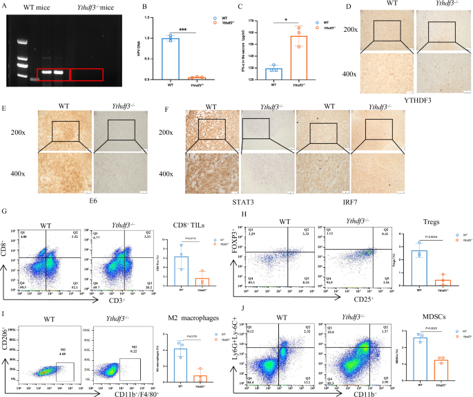 Fig. 5: YTHDF3/m6A/STAT3 suppresses antitumor immunity and creates an ITME.