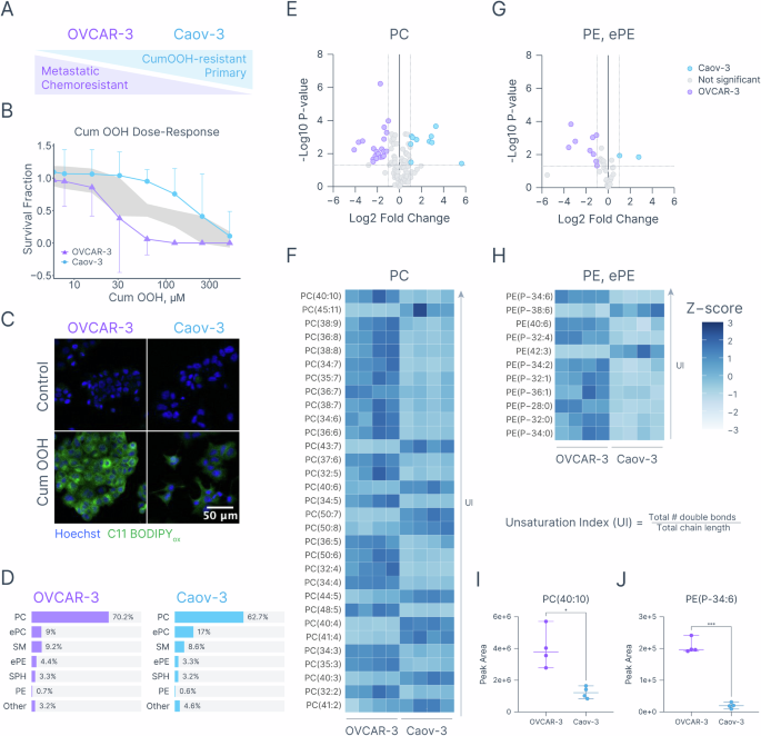 Fig. 1: Baseline differences in lipid peroxidation sensitivity and lipid composition in OVCAR-3 and Caov-3 cells.