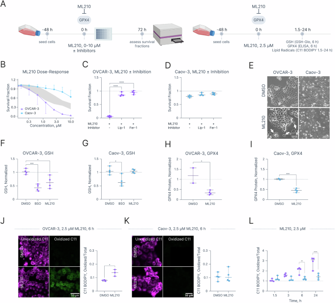 Fig. 2: OVCAR-3 and Caov-3 cells exhibit differential sensitivity to ML210-induced ferroptosis and lipid peroxidation.