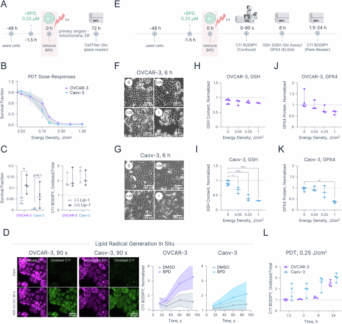 Fig. 3: PDT-induced lipid radical generation and antioxidant response.