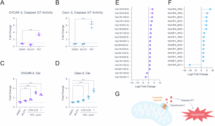 Fig. 6: PDT-induced apoptosis in OVCAR-3 and Caov-3 cells.