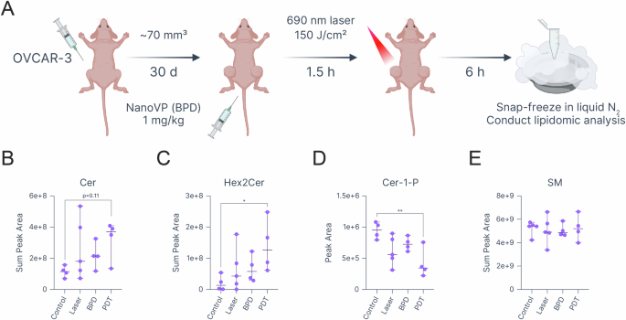 Fig. 7: PDT-induced lipidomic changes in a subcutaneous OVCAR-3 mouse xenograft model.