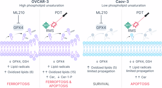 Fig. 8: Mechanistic comparison of ML210-induced ferroptosis and photodynamic cell killing in OVCAR-3 and Caov-3 cells based on the underlying lipidomic changes.