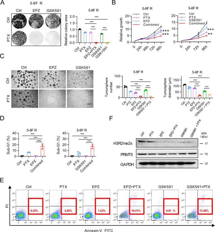 Fig. 2: PRMT5 inhibitors restore chemo-sensitivity of NPC cells.