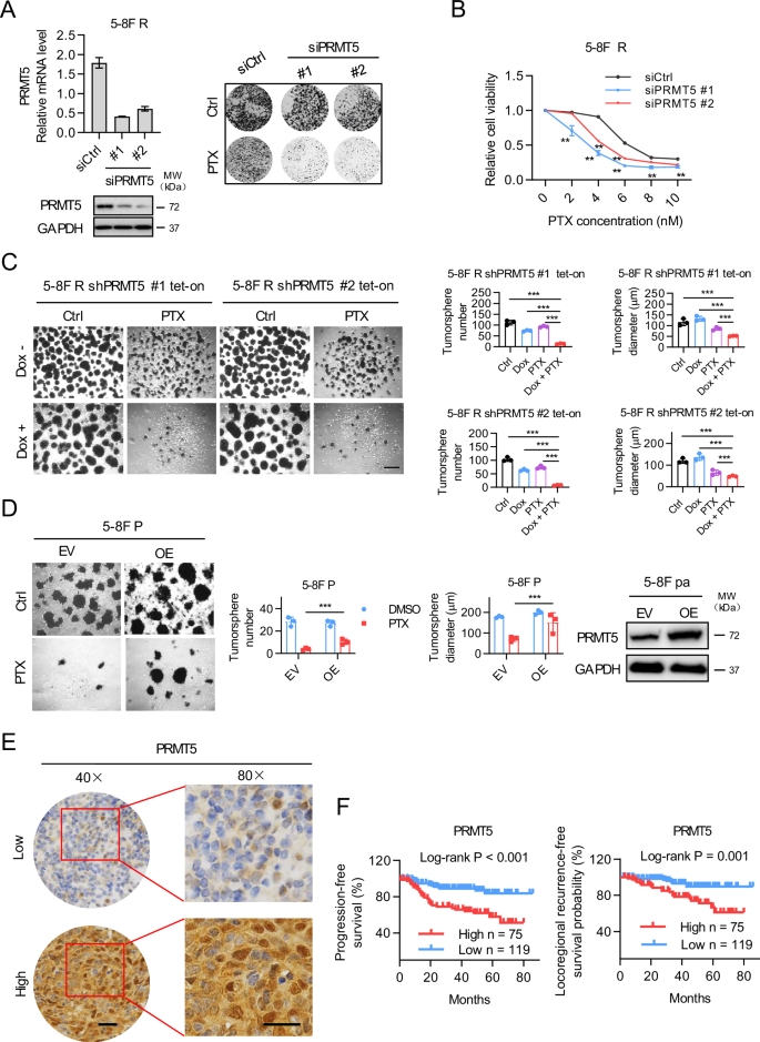 Fig. 3: PRMT5 confers chemo-resistance of NPC and associates with poor prognosis of NPC.