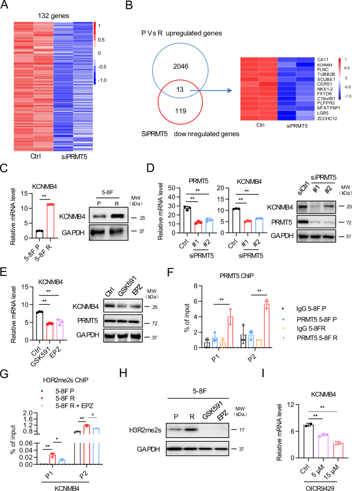Fig. 4: PRMT5 epigenetically regulates KCNMB4 expression.