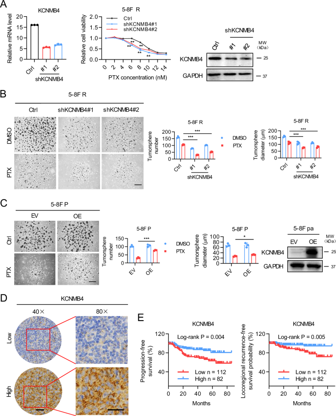 Fig. 5: KCNMB4 confers resistance to paclitaxel and is correlated with poor prognosis in nasopharyngeal carcinoma.