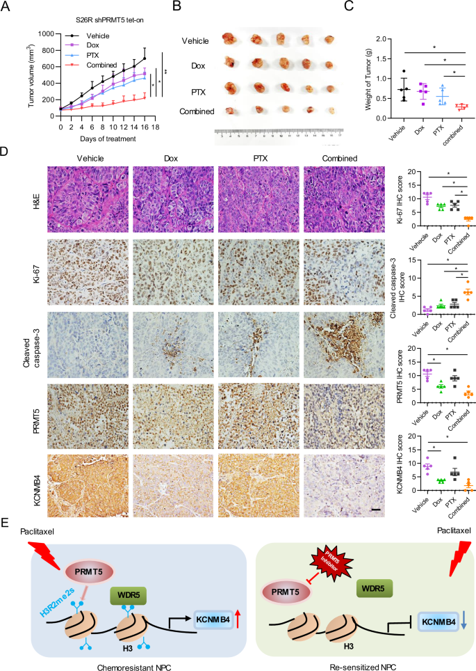 Fig. 6: PRMT5 downregulation restores the chemo-sensitivity of NPC in vivo.