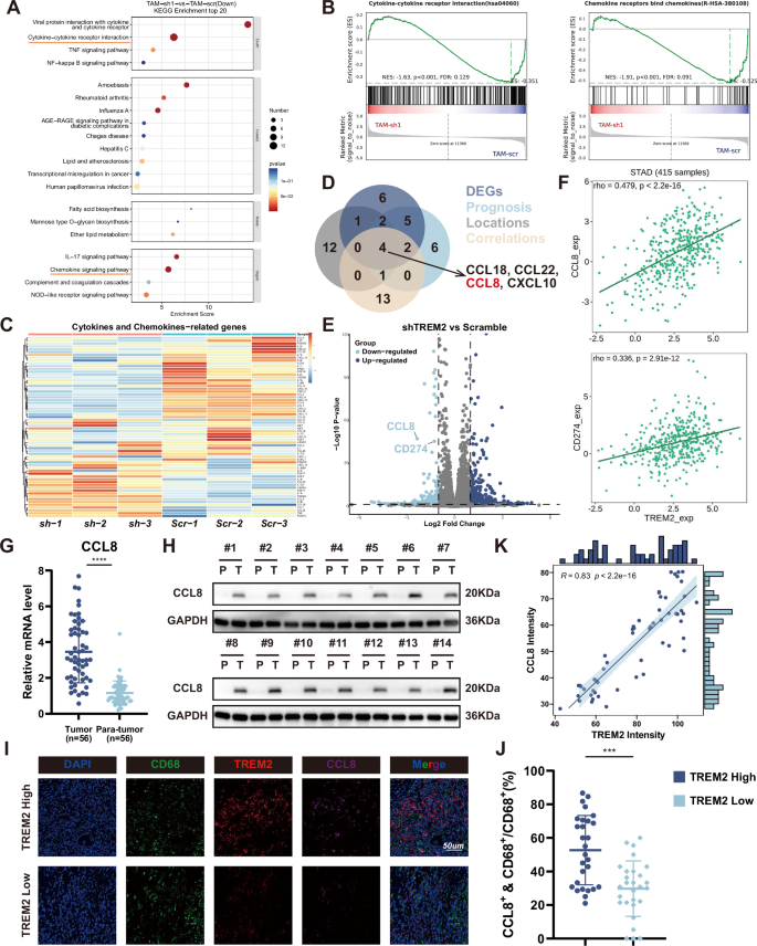 Fig. 3: CCL8 secretion is essential for TREM2+ TAMs regulating GC cells.