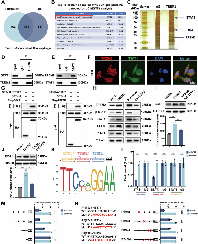 Fig. 5: TREM2 regulates CCL8 and PD-L1 by promoting STAT1 phosphorylation.