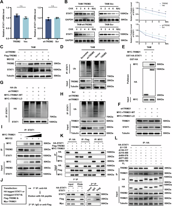 Fig. 6: TREM2 competes with TRIM21 for STAT1 binding to attenuate TRIM21-mediated STAT1 ubiquitination.