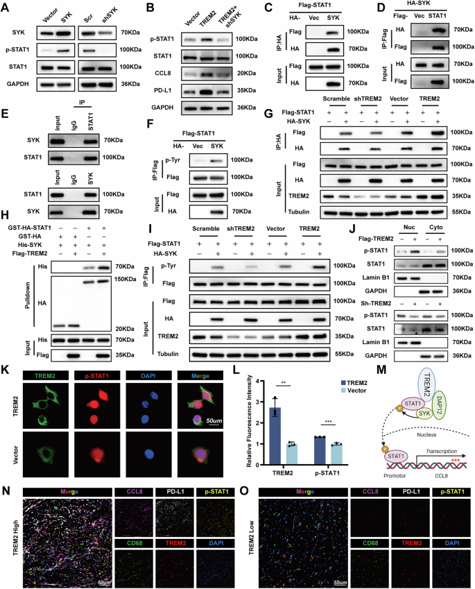 Fig. 7: TREM2 interacts with STAT1 and promotes its phosphorylation through SYK.