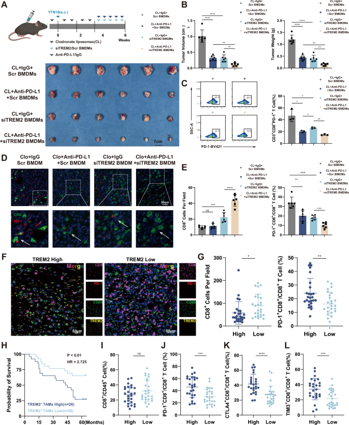 Fig. 8: Targeting TREM2 on TAMs enhances anti-PD-L1 efficacy by down-regulating PD-1+CD8+ T cell.