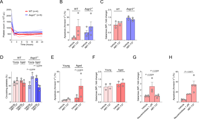 Fig. 2: ABT-737 treatment induces platelet apoptosis without causing desialylation.