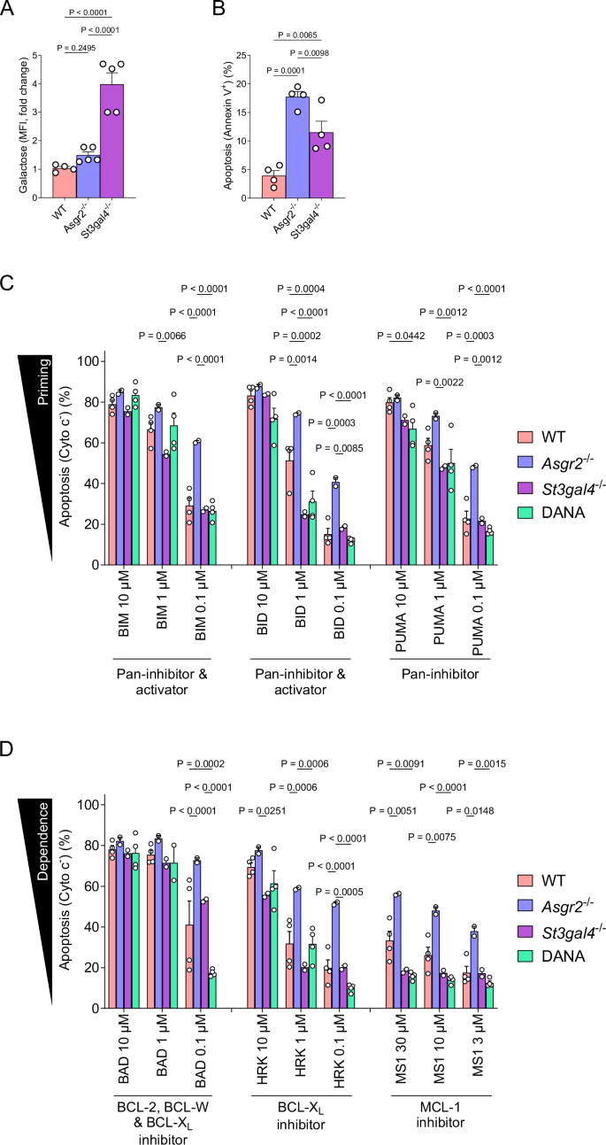 Fig. 3: Desialylated platelets are more primed for apoptosis and dependent on BCL-XL.