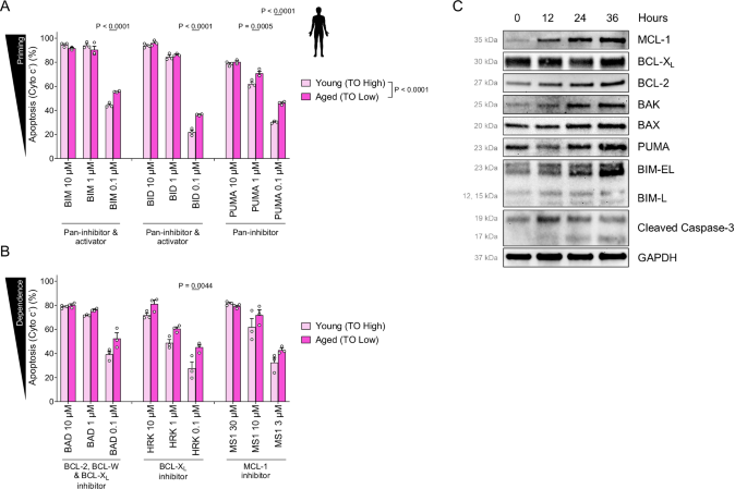 Fig. 6: Young human platelets are less primed for apoptosis and less dependent on BCL-XL for survival.
