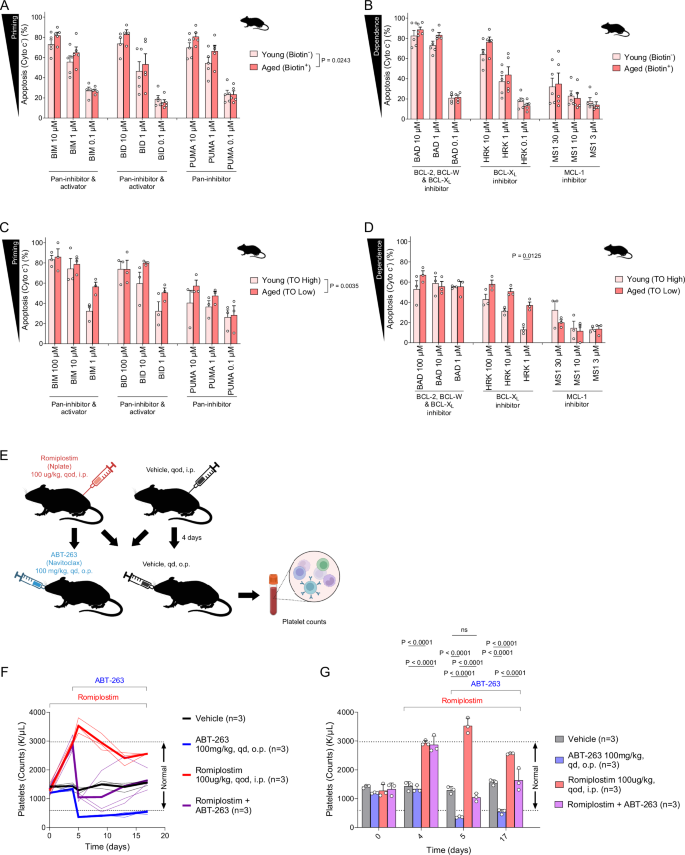 Fig. 7: Young platelets are less primed for apoptosis, less dependent on BCL-XL; romiplostim prevents BCL-XL inhibitor-induced thrombocytopenia.